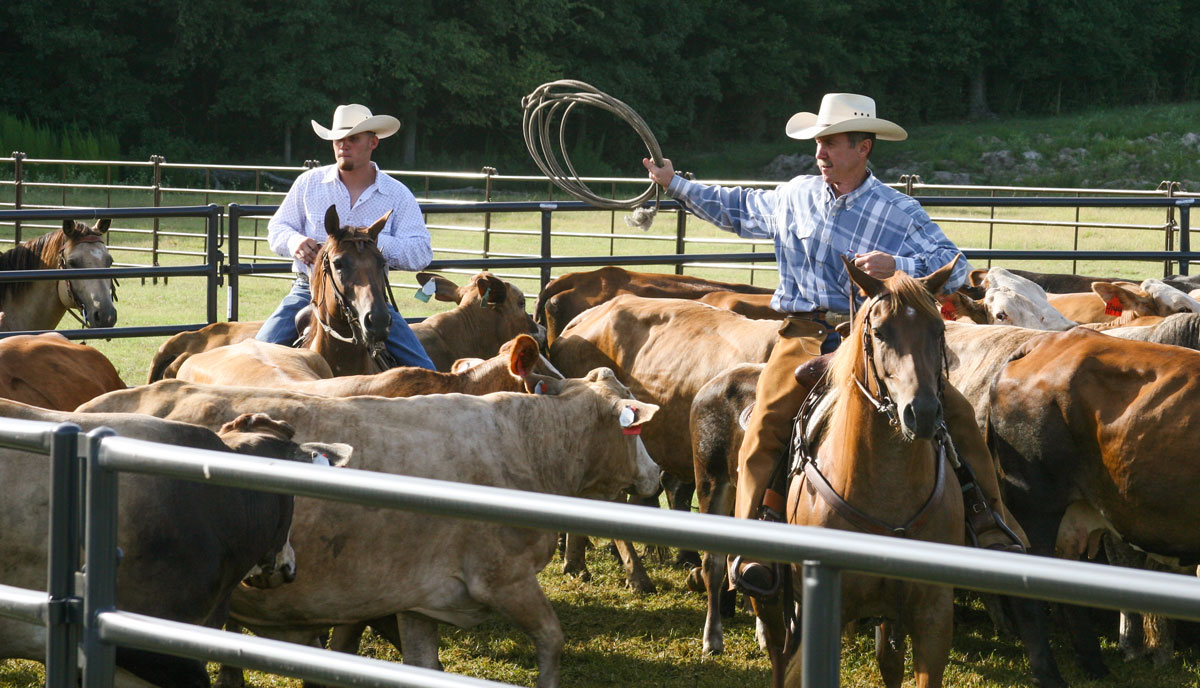 About Maverick Livestock Supply